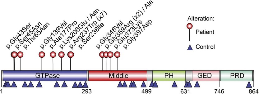 DNM1 protein (NP_004399) domain structure with locations of variants identified in patients.jpg